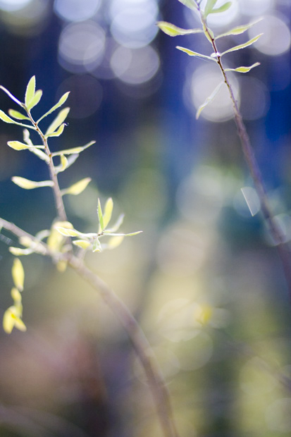 sinibokeh